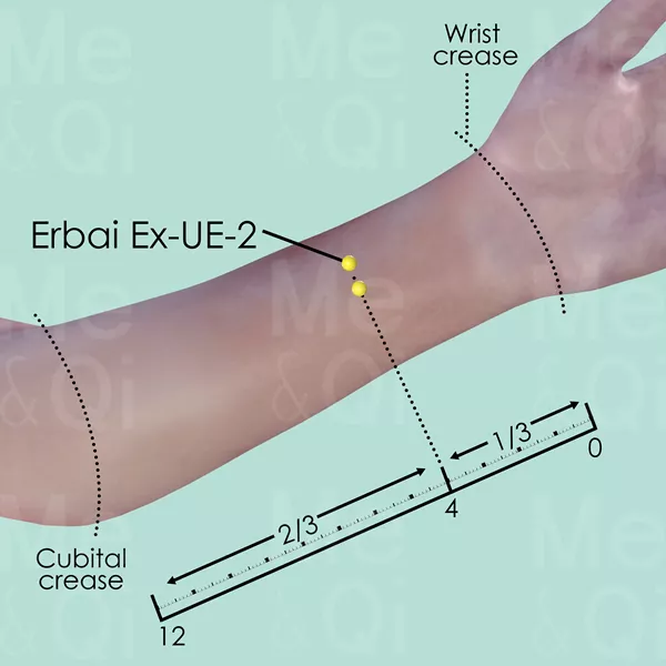 Erbai Ex-UE-2 - Skin view - Acupuncture point on Extra Points: Upper Extremities (EX-UE)