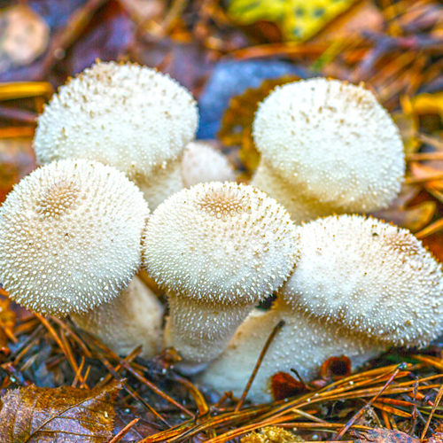 Ma Bo (Puffball) plant