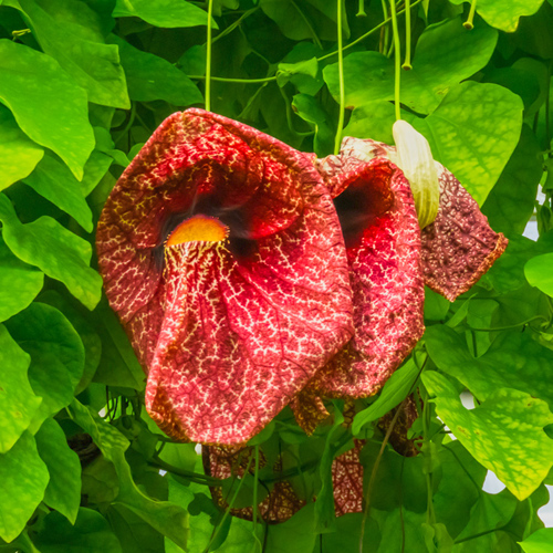 Ma Dou Ling (Aristolochia fruits) plant