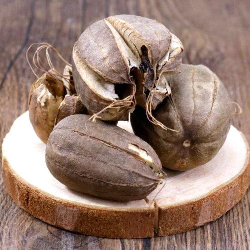 Ma Dou Ling (Aristolochia fruits) as TCM ingredient