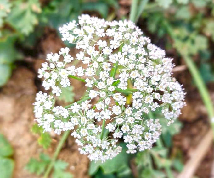 She Chuang Zi (Cnidium Seeds) plant