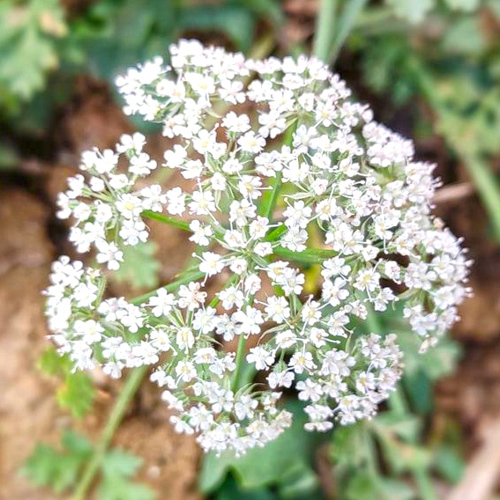 She Chuang Zi (Cnidium Seeds) plant