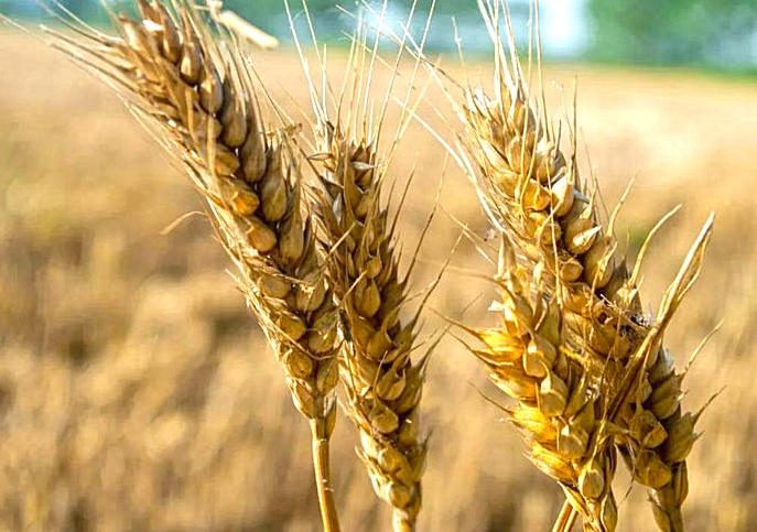 Fu Xiao Mai (Light wheats) plant