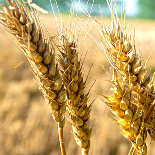 Fu Xiao Mai (Light wheats) plant