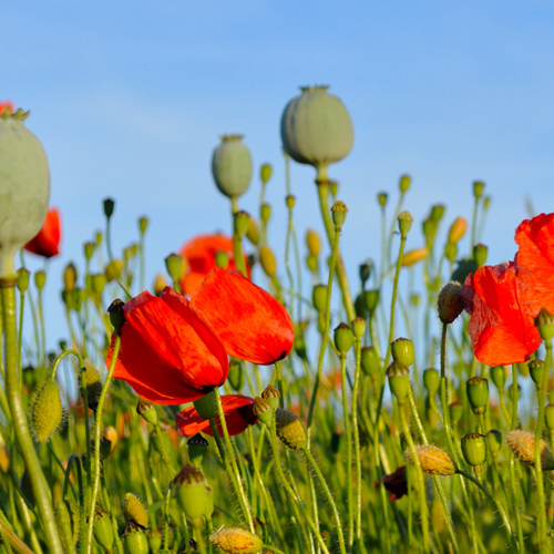 Ying Su Ke (Poppy capsules) plant