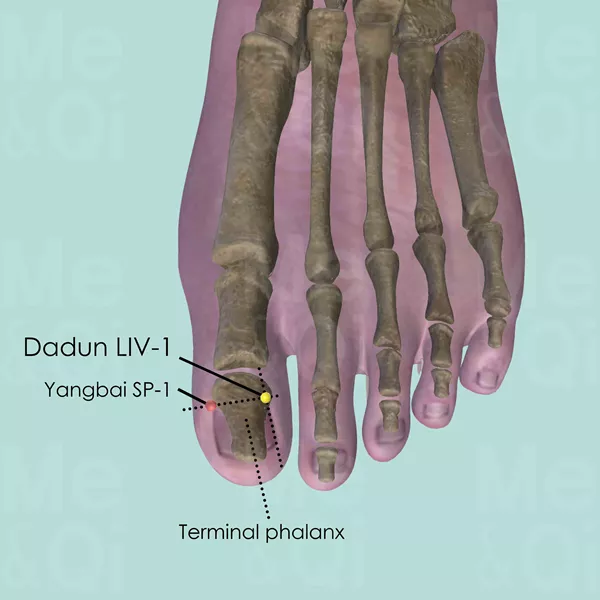 Dadun LIV-1 - Bones view - Acupuncture point on Liver Channel
