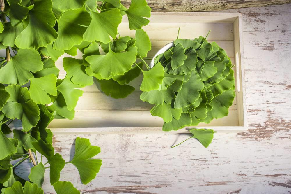 Yin Xing Ye (Ginkgo leaves) plant
