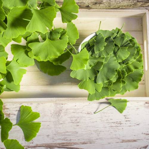 Yin Xing Ye (Ginkgo leaves) plant