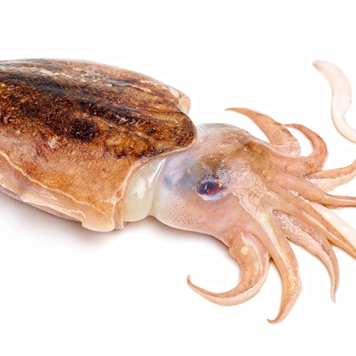 Hai Piao Shao (Cuttlebones) plant