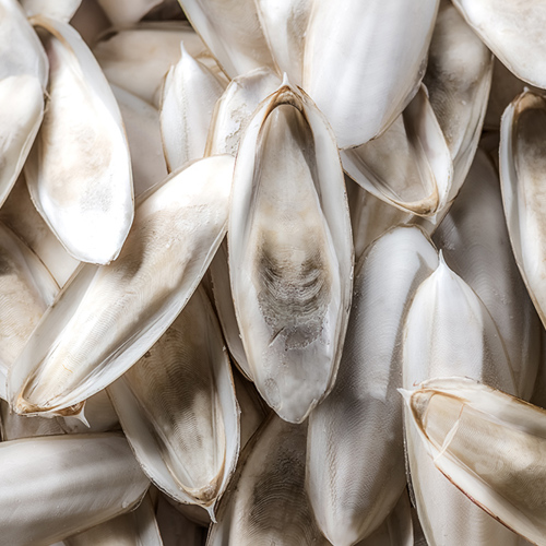 Hai Piao Shao (Cuttlebones) as TCM ingredient
