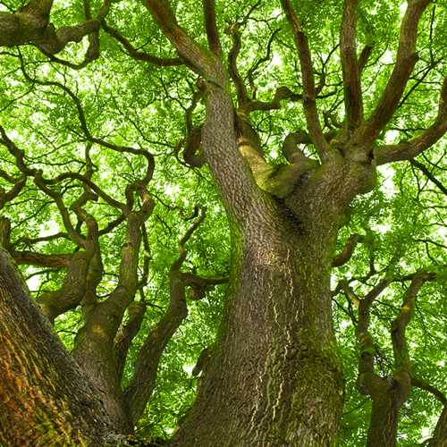 Chun Pi (Ailanthus barks) plant