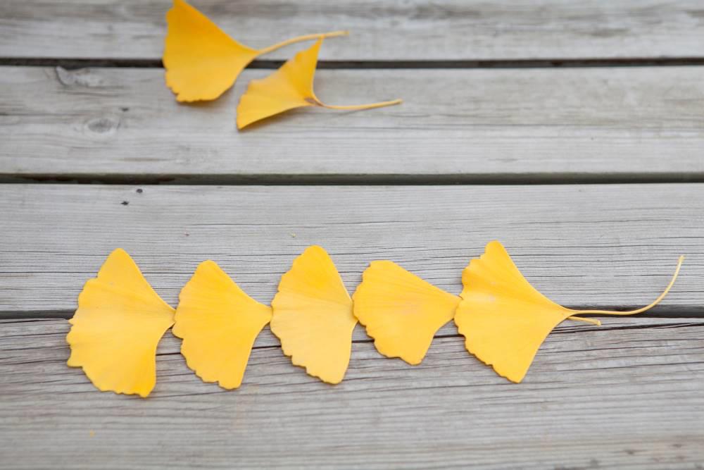 Yin Xing Ye (Ginkgo leaves) as TCM ingredient