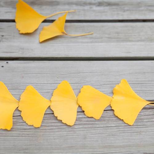 Yin Xing Ye (Ginkgo leaves) as TCM ingredient