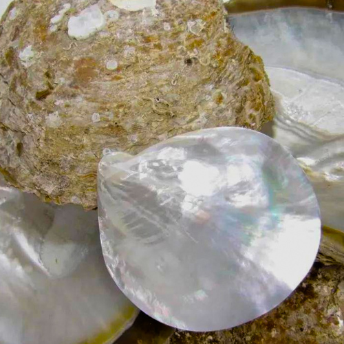 Zhen Zhu Mu (Mother of pearl) plant