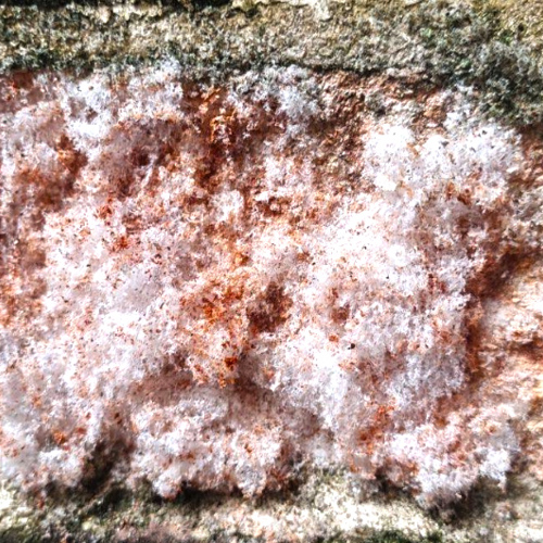 Xiao Shi (Niter) plant