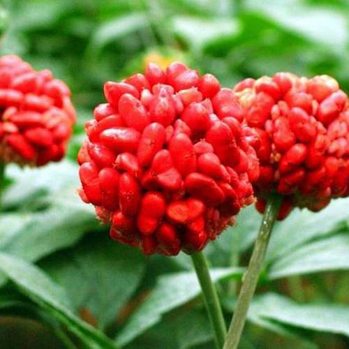 San Qi (Tienchi ginseng) plant