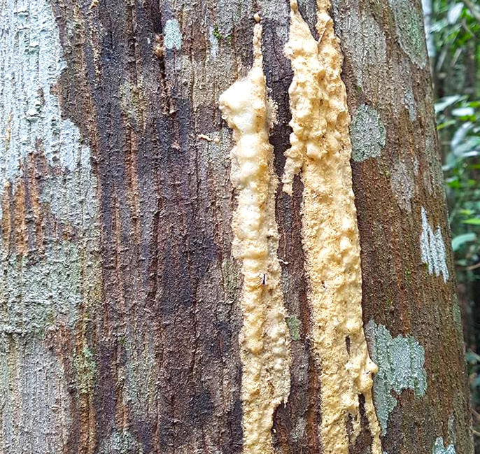 An Xi Xiang (Benzoin) plant