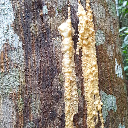 An Xi Xiang (Benzoin) plant