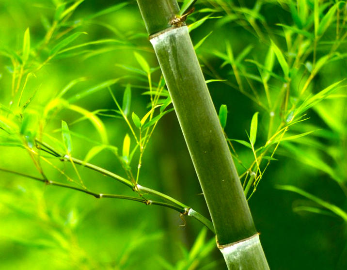 Tian Zhu Huang (Tabasheer) plant