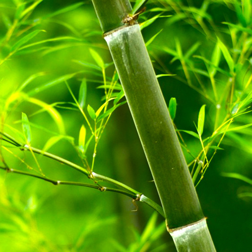 Tian Zhu Huang (Tabasheer) plant