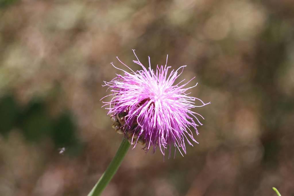 Lou Lu (Uniflower Swisscentaury Root) plant