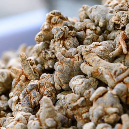 San Qi (Tienchi ginseng) as TCM ingredient