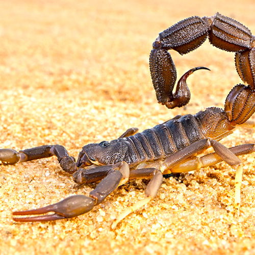 Quan Xie (Scorpions) plant