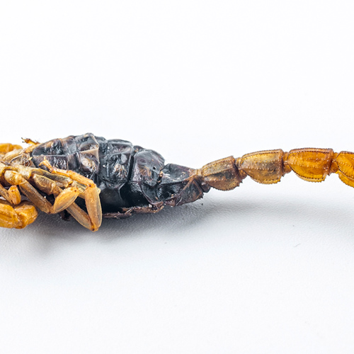 Quan Xie (Scorpions) as TCM ingredient