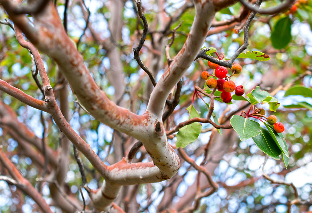 Tan Xiang (Sandalwood) plant