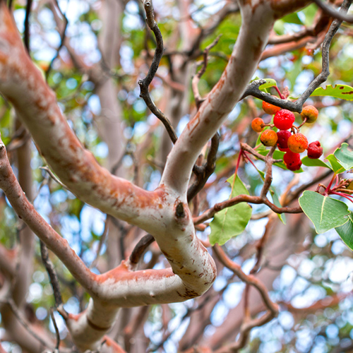 Tan Xiang (Sandalwood) plant