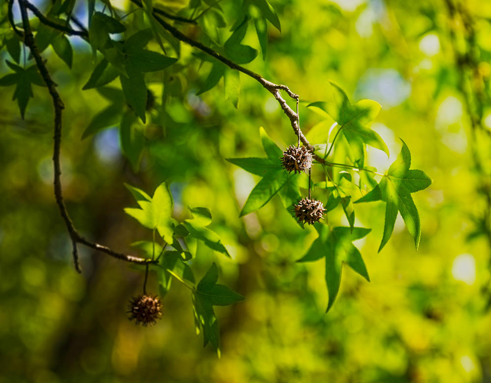 Su He Xiang (Styrax) plant