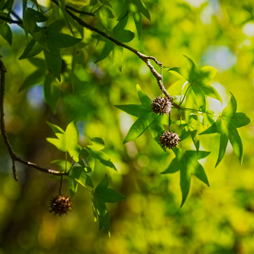 Su He Xiang (Styrax) plant