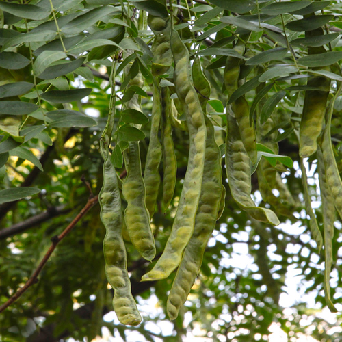 Zhu Ya Zao (Chinese Honeylocust Abnormal Fruits) plant