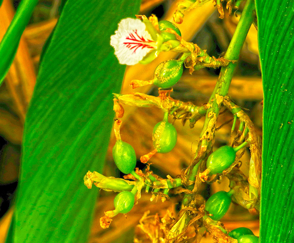 Sha Ren Ke (Amomum fruit skins) plant