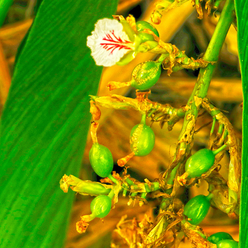 Sha Ren Ke (Amomum fruit skins) plant