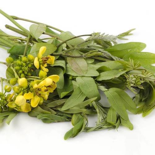 Fan Xie Ye (Alexandrian senna leaves) plant