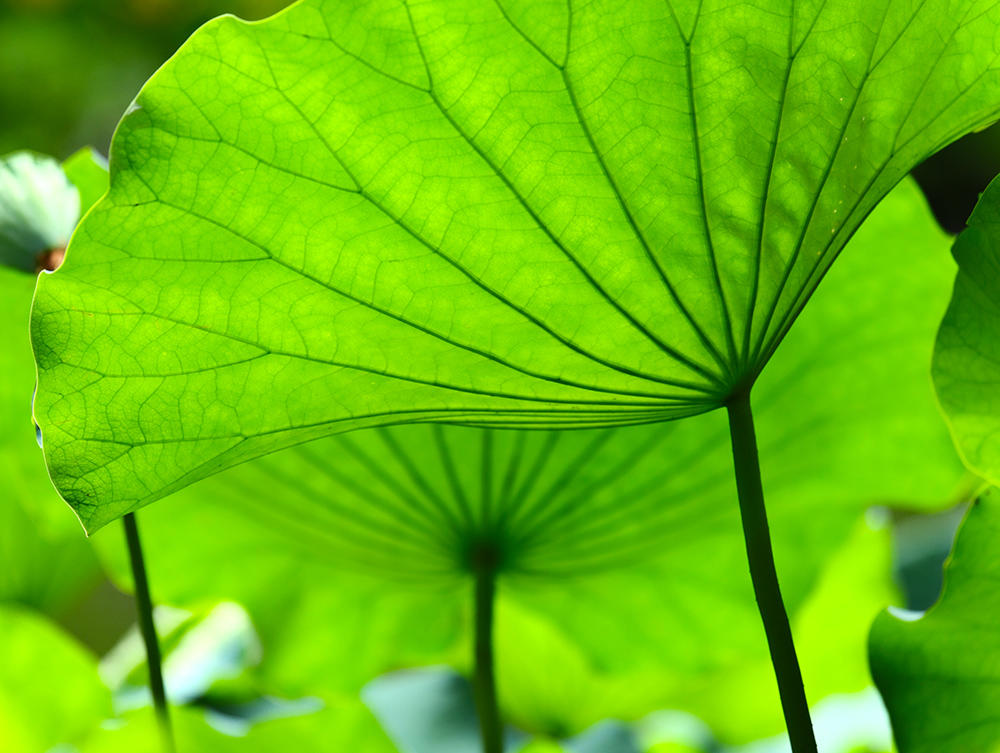 He Ye Di (Lotus leaf calyxes) plant