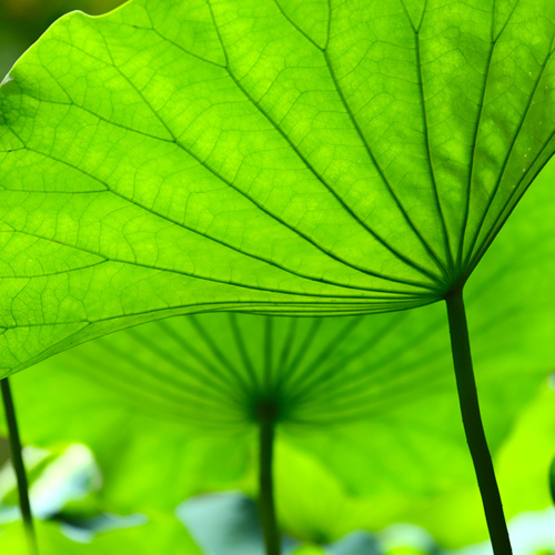 He Ye Di (Lotus leaf calyxes) plant