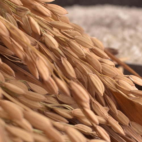 Mi Pi Kang (Rice bran) plant