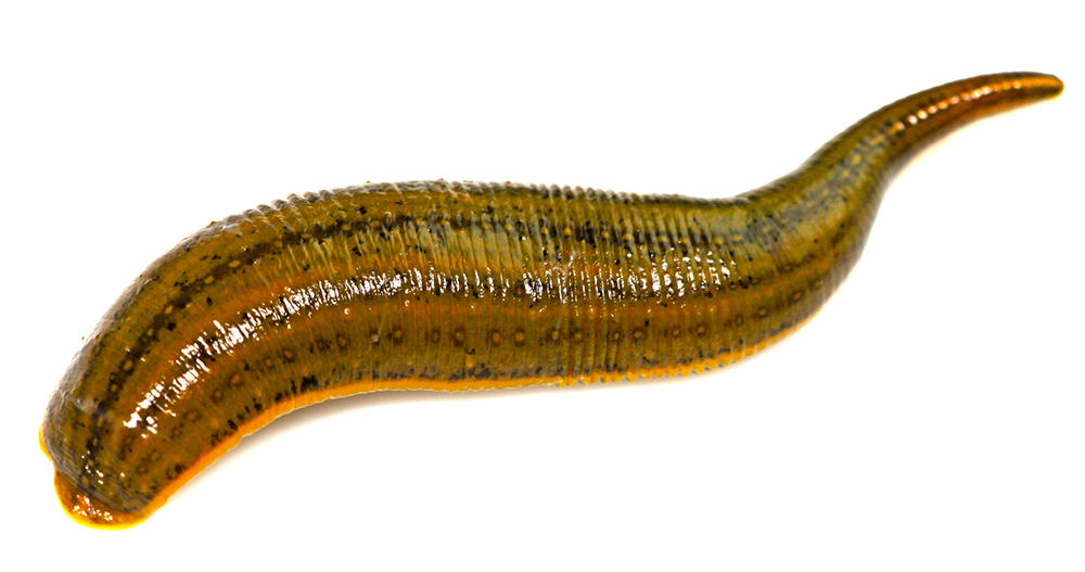 Shui Zhi (Leeches) plant