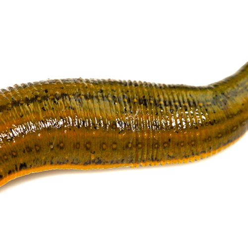 Shui Zhi (Leeches) plant