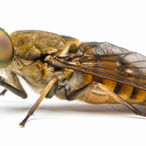 Meng Chong (Tabanus horseflies) plant