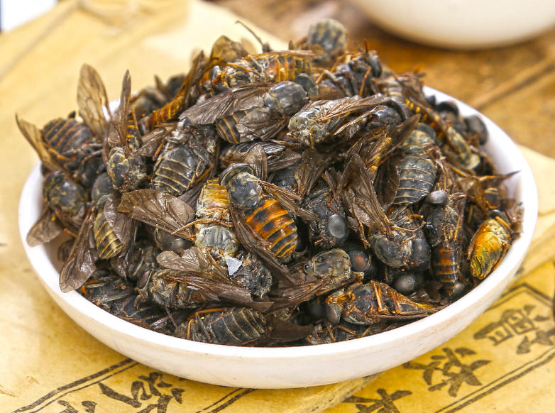 Meng Chong (Tabanus horseflies) as TCM ingredient