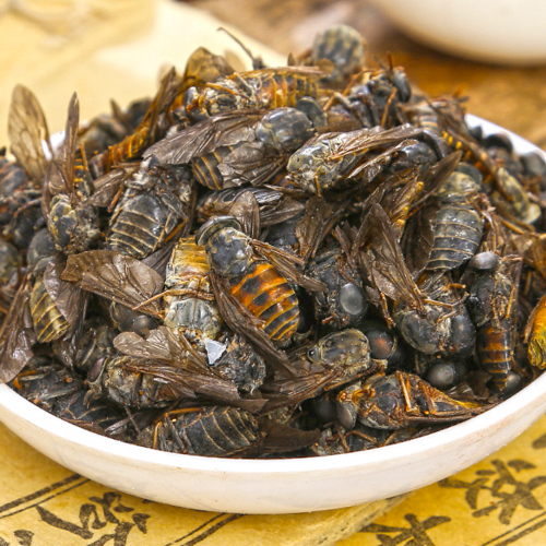 Meng Chong (Tabanus horseflies) as TCM ingredient