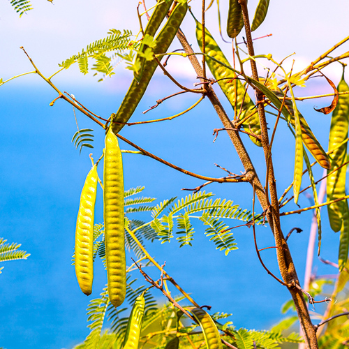 Er Cha (Catechu) plant