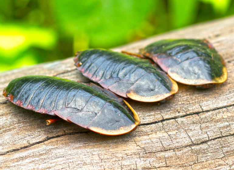 Tu Bie Chong (Ground Beetles) plant