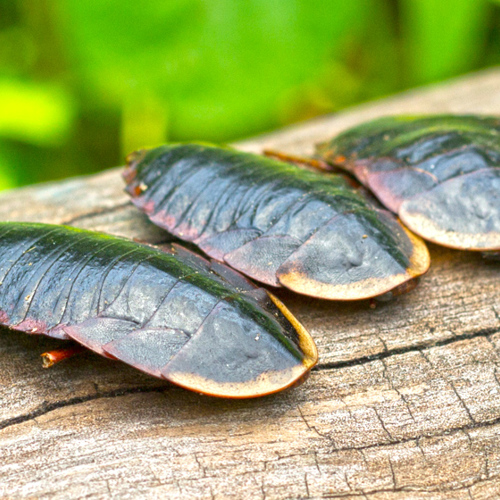 Tu Bie Chong (Ground Beetles) plant
