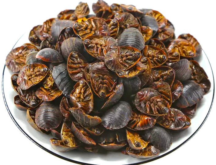 Tu Bie Chong (Ground Beetles) as TCM ingredient