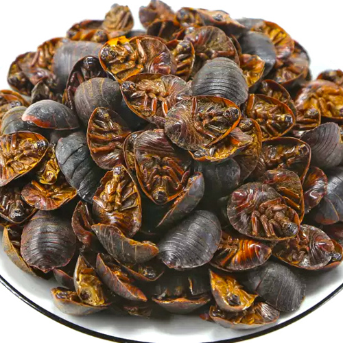 Tu Bie Chong (Ground Beetles) as TCM ingredient