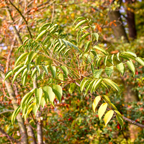Gan Qi (Lacquer) plant